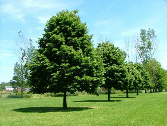 Саженец Липа мелколистная Tilia cordata
